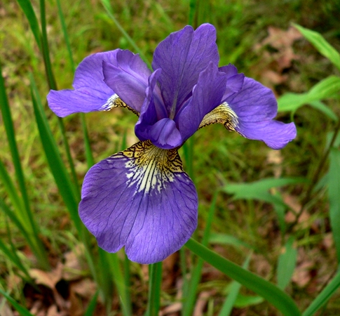 {Iris prismatica}